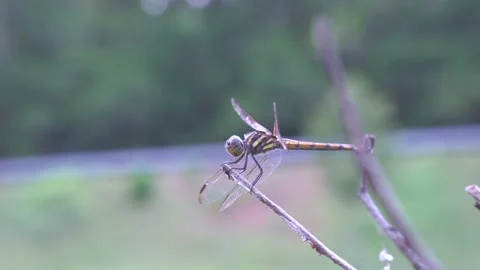 Macro shot of dragonfly motion blur background. Видео 153384163