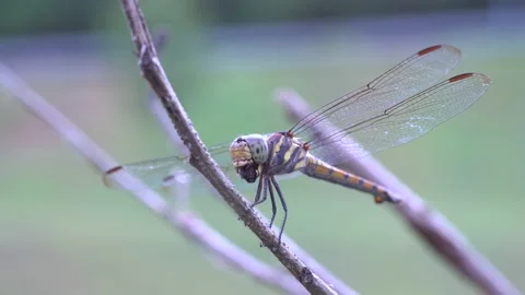 Macro shot of dragonfly motion blur background. Stock Footage 153384209