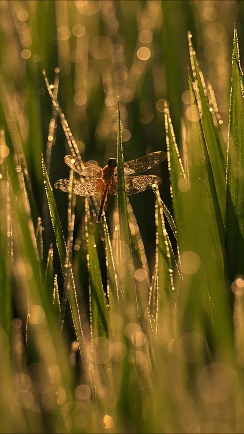 Macro Shot of Dragonfly Perched on Green Grass with Dew Drops During Golden Hour Video stock 329199401
