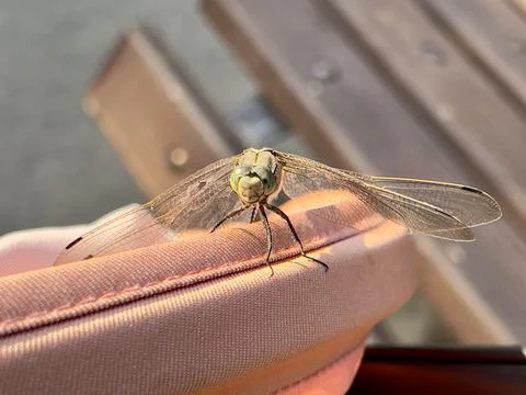 Macro shot of a dragonfly in the rays of a bright sun with a blurred background Stock Photos