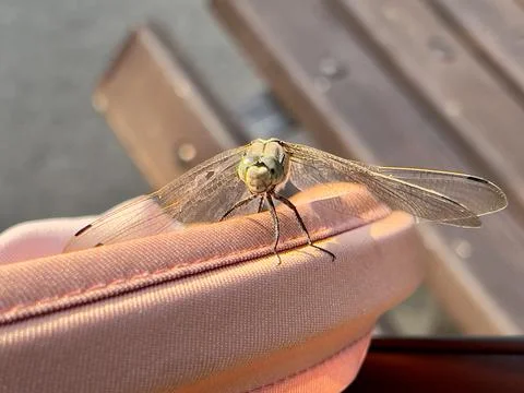 Macro shot of a dragonfly in the rays of a bright sun with a blurred background Stock Photos