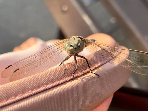 Macro shot of a dragonfly in the rays of a bright sun with a blurred background Stock Photos