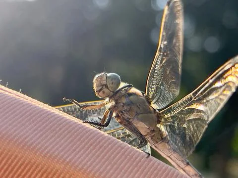 Macro shot of a dragonfly in the rays of a bright sun with a blurred background Stock Photos