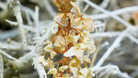 Macro Shot Of Dried Hydrangea Flowers On Winter Branches Vídeos de archivo 345447451