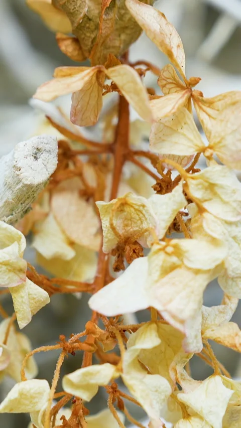 Macro Shot Of Dried Hydrangea Flowers In Winter Garden Vídeos de archivo 345875370
