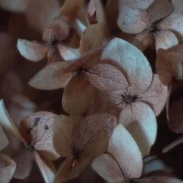 Macro shot of dried hydrangea petals with visible veins. Atmospheric floral t Foto stock
