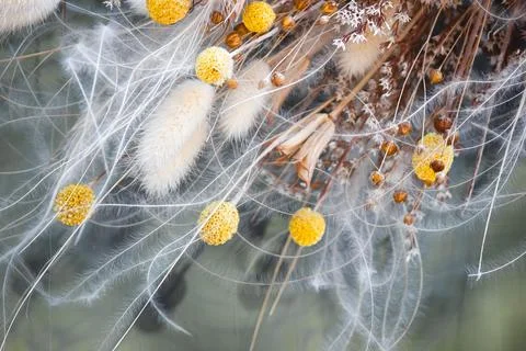 Macro shot of dried lagurus, craspedia, and feather grass composition. Stock Photos