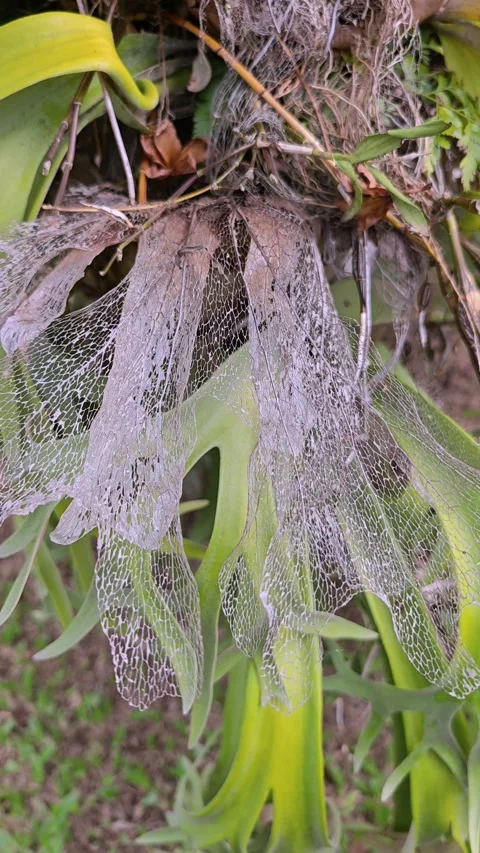 Macro shot of dried skeleton leaf on staghorn fern platycerium plant Stock Footage 342096777