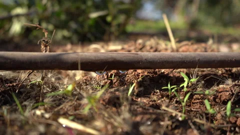 Macro Shot of Drip Irrigation Pipe Watering Soil and Small Plant Sprouts Vídeos de archivo 334878598