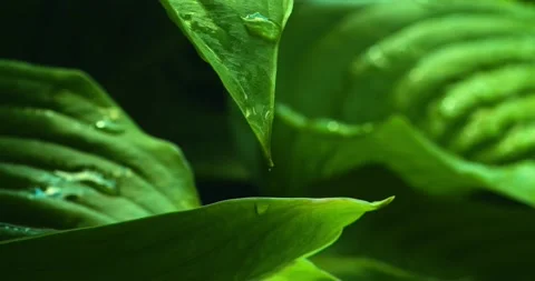 Macro shot of a dripping drop of water slowly flowing down on fresh green leaf Stock Footage 221269045