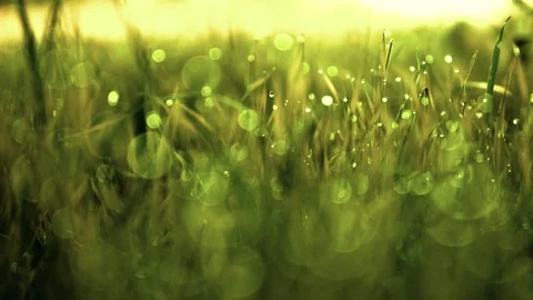 Macro Shot Of A Drop On Grass, With A Blurry Background Stock Footage 116485029