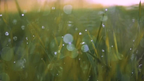 Macro Shot Of A Drop On Grass, With A Blurry Background Stock Footage 116485048
