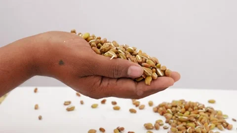 Macro shot of dropping beans seeds over white surface Stock-Footage 159638349