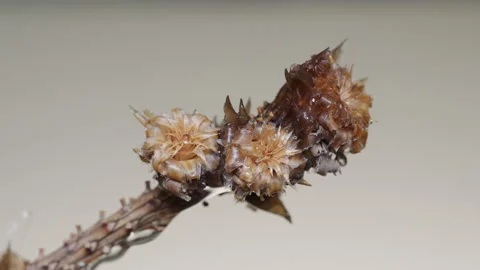 Macro shot on drops dripping on a single twig. Stock Footage 102616253