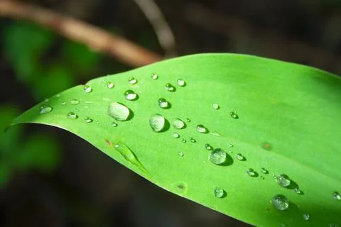 Macro shot of drops on the leaves 스톡 사진