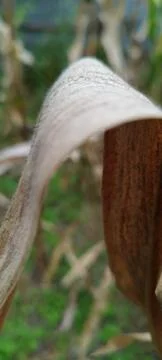 Macro Shot of Dry Corn Leaf with Shallow Depth of Field 스톡 사진