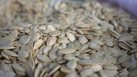 Macro Shot of a Dry Pumpkin Seed Stock Footage 234430053