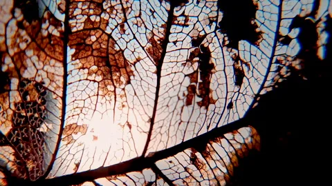 Macro shot of a dry Sacred Fig leaf against the sun Stock Footage 134957157