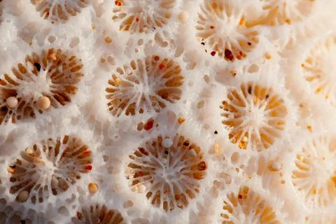 Macro shot of dry shell texture, pattern Stock Photos