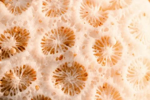 Macro shot of dry shell texture, pattern Foto stock