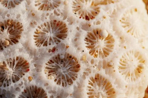 Macro shot of dry shell texture, pattern Stock Photos