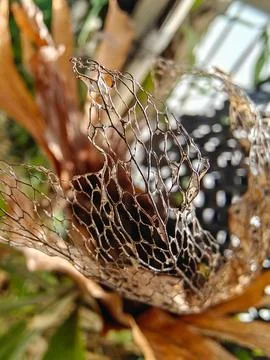 Macro Shot of Dry Skeleton Leaf Veins Pattern in Nature Stock Photos