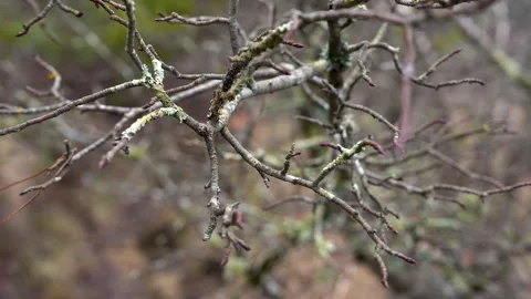 Macro Shot of Dry Tree Branch in Nature Video stock 327987876