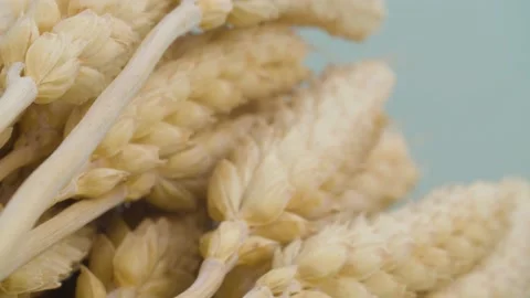 Macro shot of dry wheat ears Stock Footage 137744911