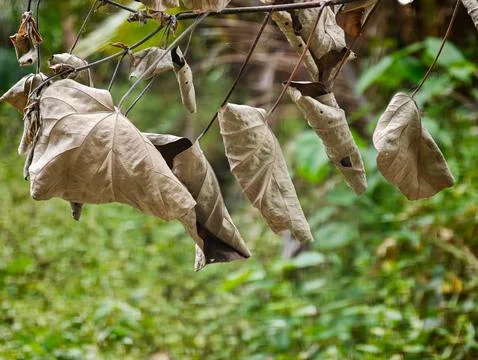 Macro shot of dry withered brown leaves hanging on a branch Stock Photos