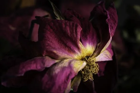 A Macro Shot Of A Drying Red Rose Stock Photos