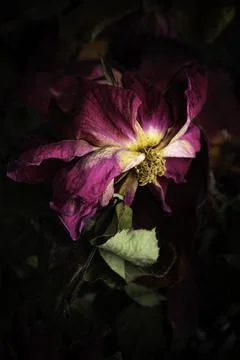 A Macro Shot Of A Drying Red Rose Foto stock