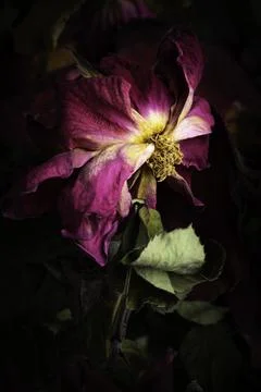 A Macro Shot Of A Drying Red Rose Stock Photos