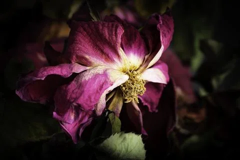 A Macro Shot Of A Drying Red Rose Stock Photos
