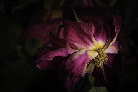 A Macro Shot Of A Drying Red Rose Stock Photos