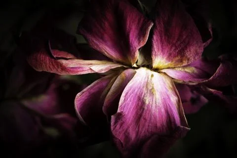 A Macro Shot Of A Drying Red Rose Foto stock