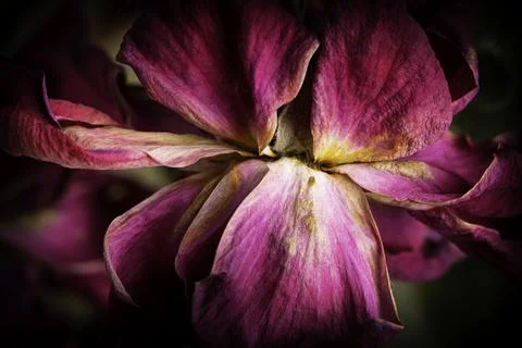 A Macro Shot Of A Drying Red Rose Stock Photos