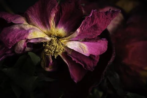 A Macro Shot Of A Drying Red Rose Stock Photos