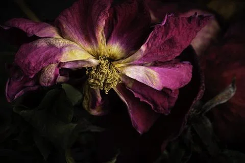 A Macro Shot Of A Drying Red Rose Stock Photos