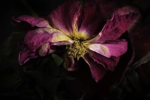 A Macro Shot Of A Drying Red Rose Foto stock