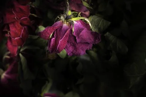 A Macro Shot Of Drying Red Roses Stock Photos