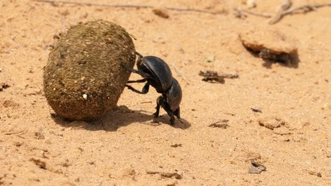 Macro shot of a dung beetle rolling a dung ball over arid, dry land Stock Footage 127514375