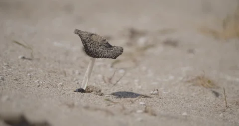 Macro Shot of Dung Beetles and a Mushroom Growing in Sand Stock Footage 218404190