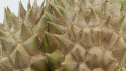Macro shot of durian Stock Footage 235366694