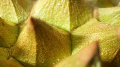 A macro shot of durian. Video stock 275208246
