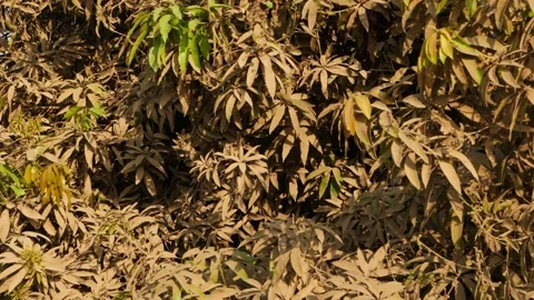 Macro shot of dust on the leaves of mango tree Stock-Footage 151949202