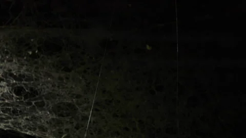 Macro Shot of Dusty Cobweb and Silk Cocoon in Darkness Stock-Footage 347672168