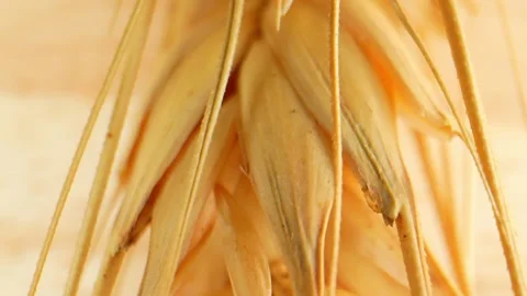 Macro shot of ears wheat. 4K. Stock Footage 266879794
