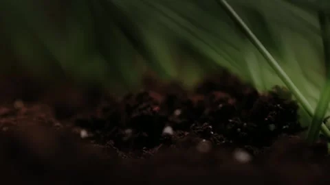 Macro shot of earth. Humus compost ground. Concept of agriculture farm, growing, Stock Footage 147265343