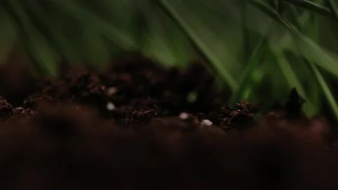 Macro shot of earth. Humus compost ground. Concept of agriculture farm, growing, Stock Footage 147265356