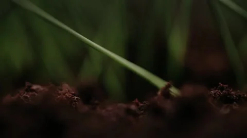 Macro shot of earth. Humus compost ground. Concept of agriculture farm, growing, Stock Footage 147265457